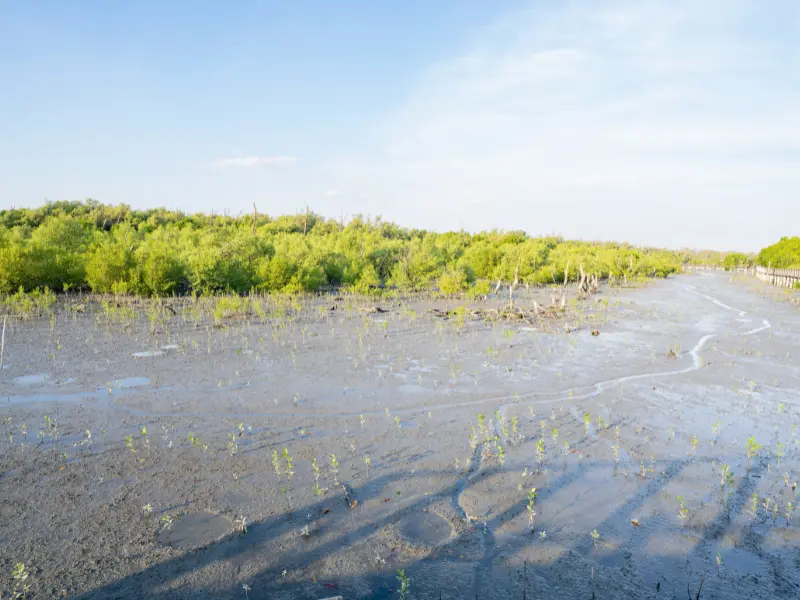 wetland mitigation