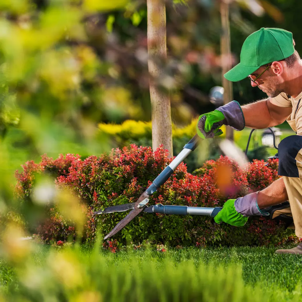 Landscaper trimming a red barberry shrub with hedge shears in a planted garden bed.