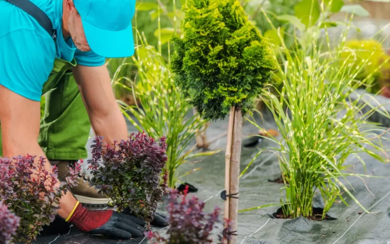 Landscaper installing shrubs, ornamental grasses, and a small conifer in a new garden bed.