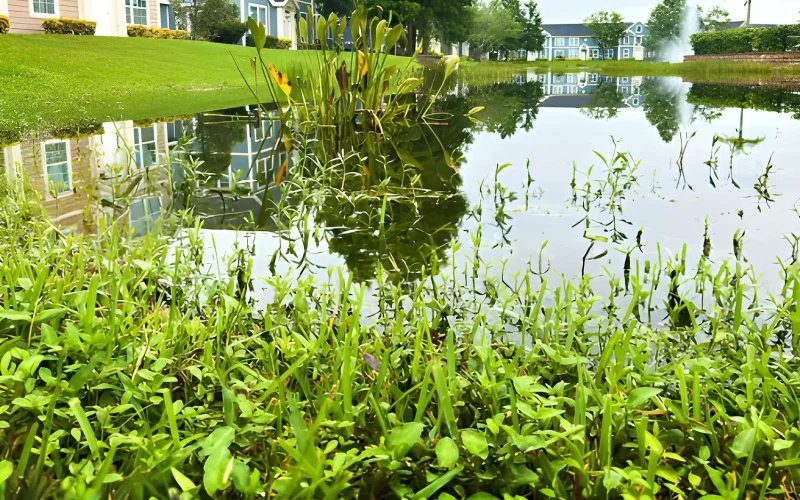 Wetland mitigation site with new native vegetation in Tualatin, OR